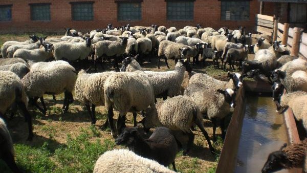 Бізнес план по вирощуванню баранів