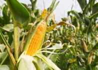 Вирощування кукурудзи як бізнес