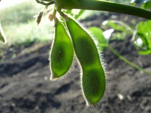 Бізнес ідея вирощування сої з розрахунками