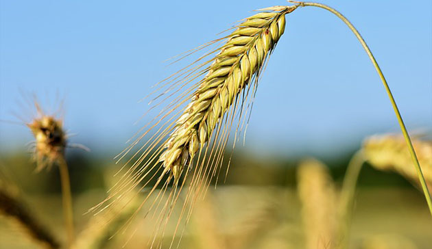Бізнес на вирощуванні та продажу пшениці