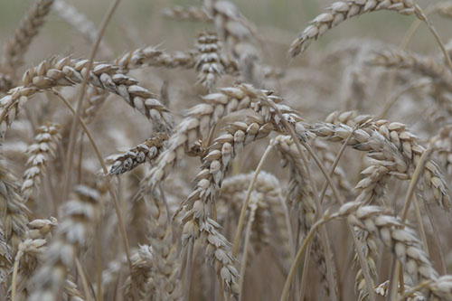 Бізнес на вирощуванні та продажу пшениці