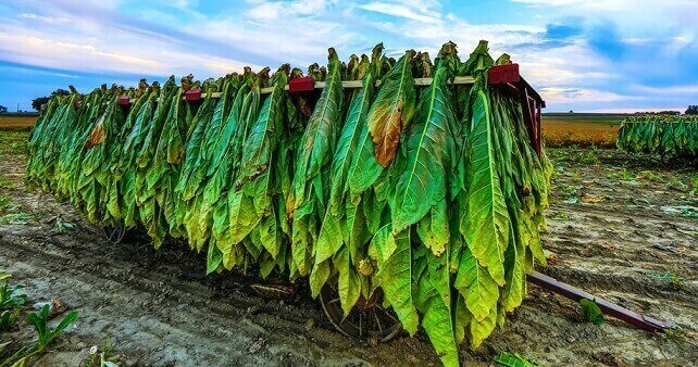 Вирощування тютюну на продаж: переваги та недоліки бізнесу