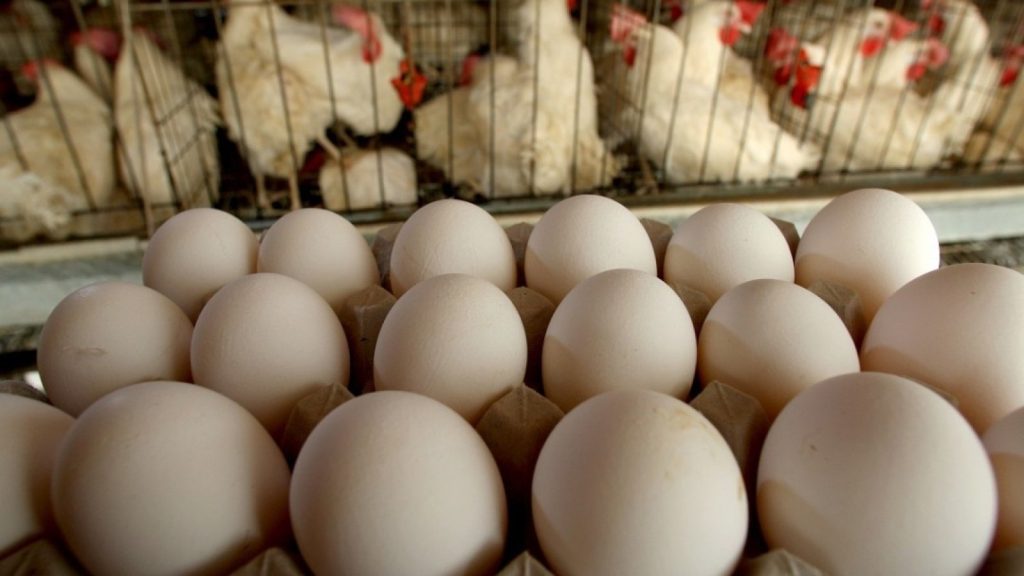 Бізнес на виробництві та продажу курячих яєць