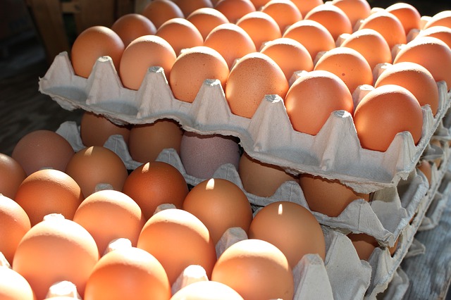 Бізнес на виробництві та продажу курячих яєць