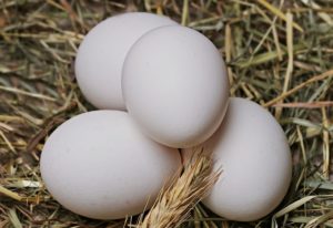 Бізнес на виробництві та продажу курячих яєць