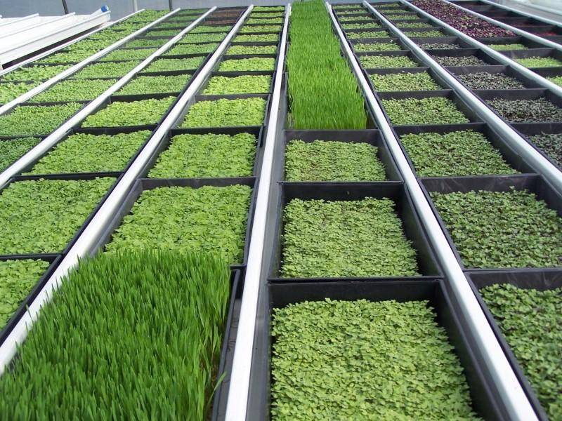 Вирощування зелені на продаж як бізнес