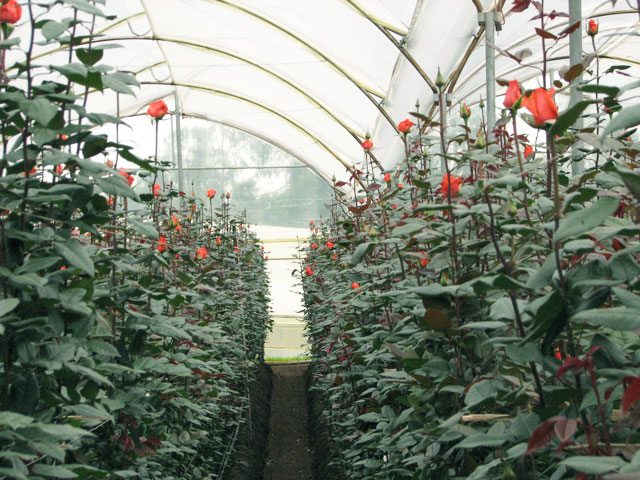 Вирощування троянд на продаж як бізнес: