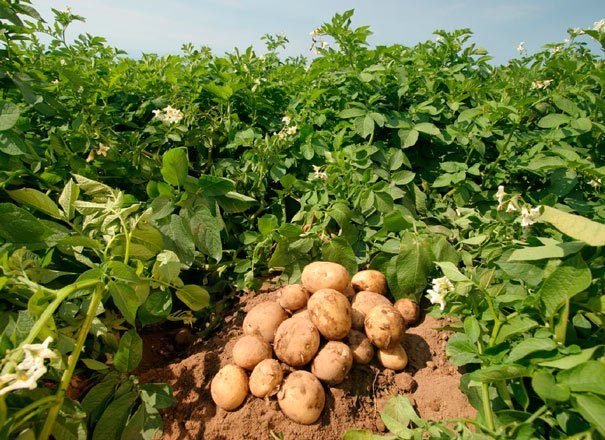 Вирощування картоплі на продаж як бізнес