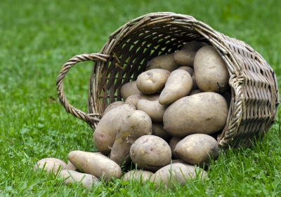 Вирощування картоплі на продаж як бізнес