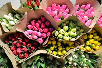 Вирощування тюльпанів на продаж в домашніх умовах як бізнес